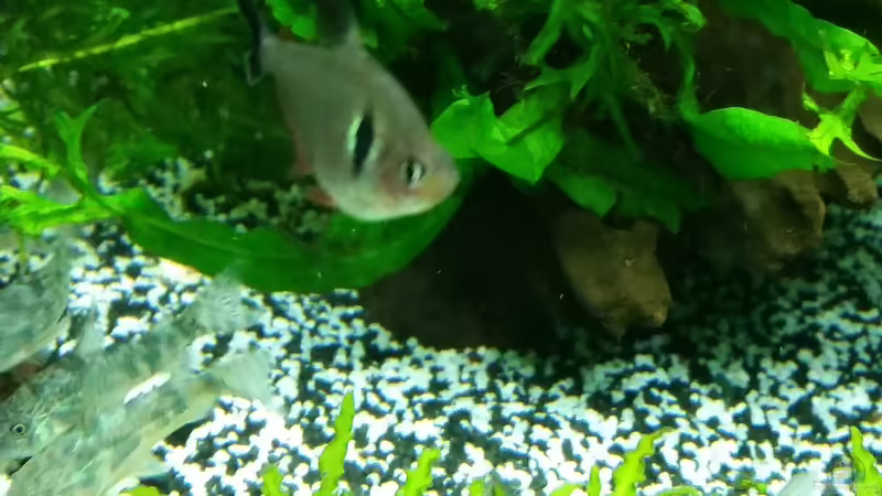 schwarzer Phantomsalmler von Angie777 (30)