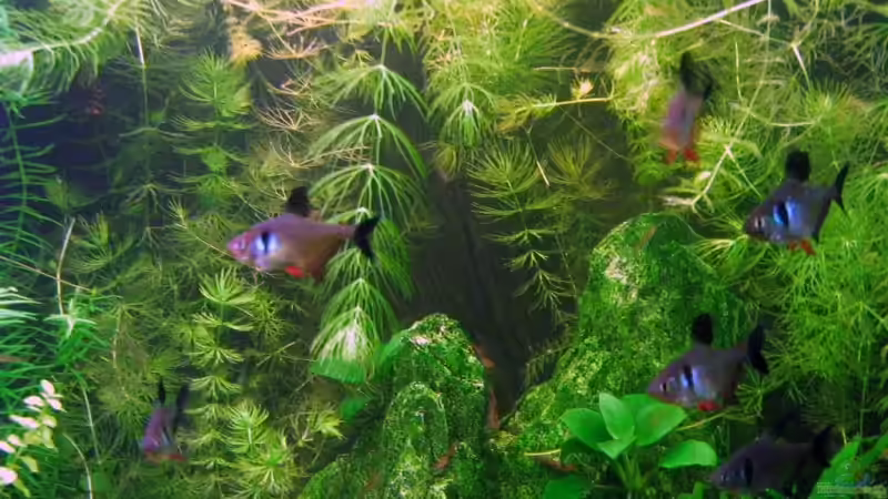 Schwarzer Phantomsalmler von Aquarium-Bochum (11)