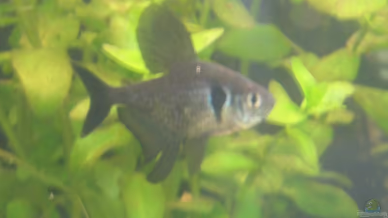 Schwarzer Phantomsalmler von Juergen Keimeleder (8)