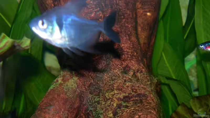 Schwarzer Phantomsalmler von Thomas Fehlberg (18)