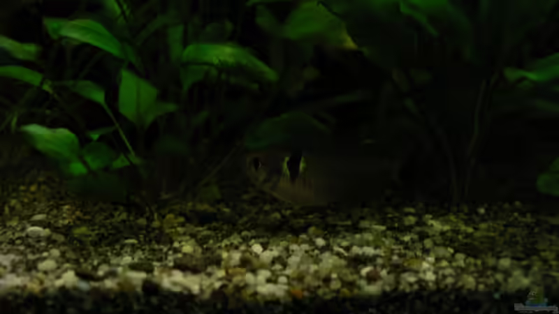 Schwarzer Phantomsalmler von Zapfenmanderl (42)