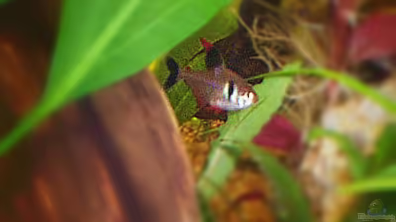 Hyphessobrycon megalopterus (Schwarzer Phantomsalmler)