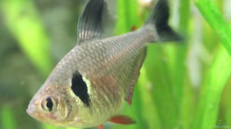 Hyphessobrycon megalopterus (Schwarzer Phantomsalmler)
