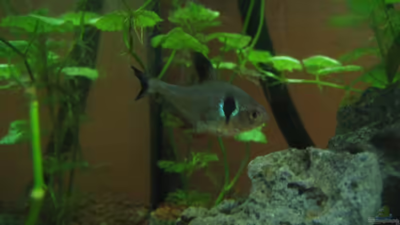 Schwarzer Phantomsalmler(11.03.09) von Frank Förster (6)