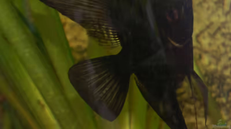 schwarzer Skalar von AnikaS-B (5)