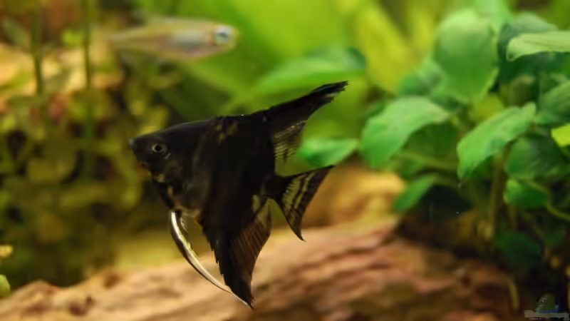 schwarzer Skalar von Dennis (19)