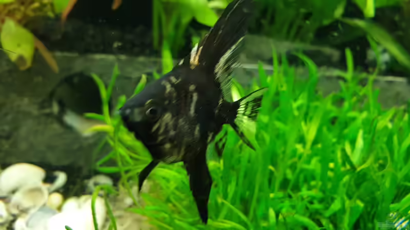 Schwarzer Skalar von EliJac (18)