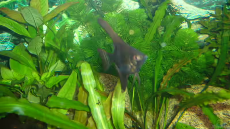 Schwarzer Skalar von Joachim Reinhardt (28)