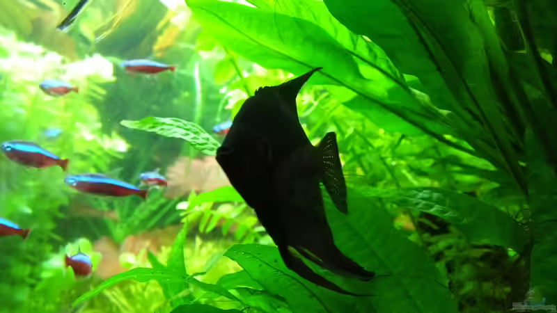 Schwarzer Skalar von Oberoesterreicher (46)