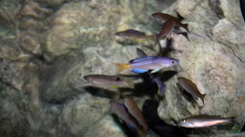 ´schwarzes Schaf´ ;) von Koehler (50)