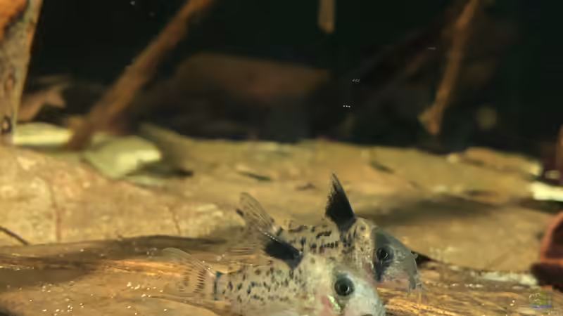 Aquarien mit Corydoras leucomelas (Schwarzflossen Panzerwels)