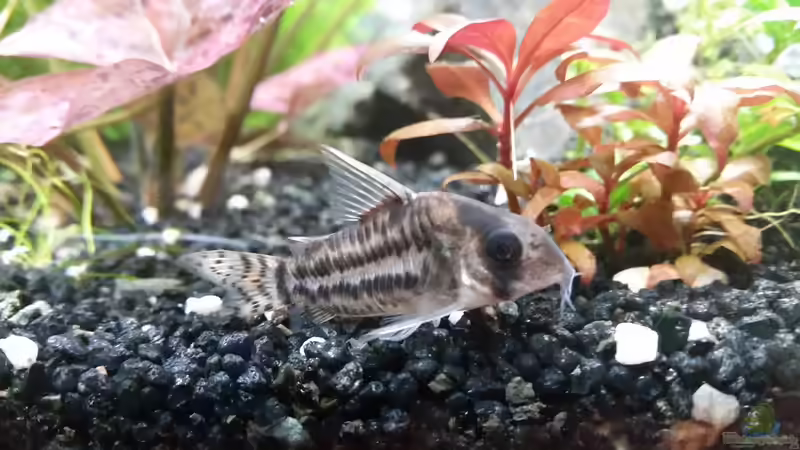 Schwarzi panzerwels von Ichigo (57)