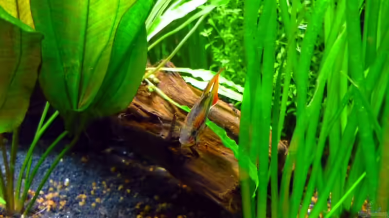 Schwarzkehl Zwergbuntbarsch von Sabrina & Dirk Bergmann (54)