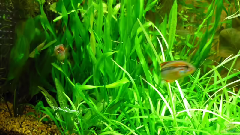 Schwarzkehl Zwergbuntbarsch von Sabrina & Dirk Bergmann (58)