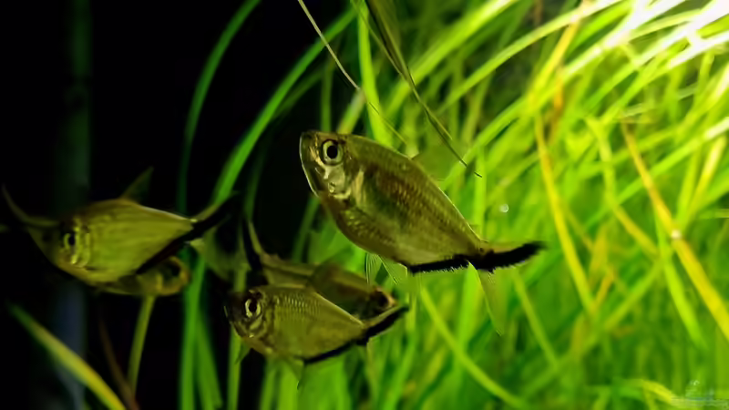 Schwarzliniensalmer von Comander (19)