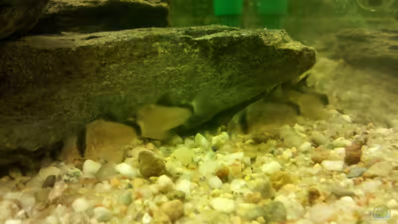 Schwarzrücken-Panzerwelse beim fressen von De Millo (21)