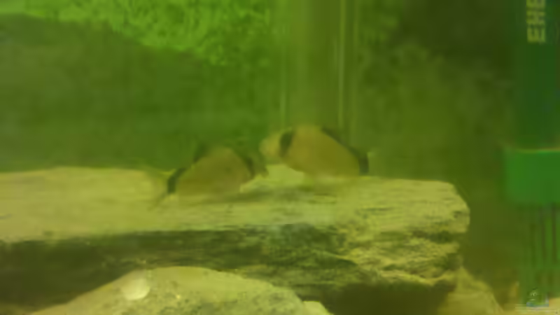 Schwarzrückenpanzerwelse von De Millo (22)