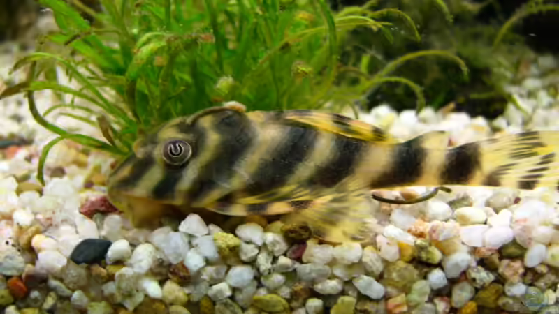 Schwarzstreifenharnischwels von Kai Holdinghausen (37)