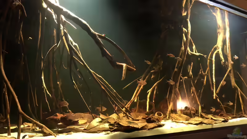 Schwarzwasser Aquarium 240 Liter von JuJu (1)