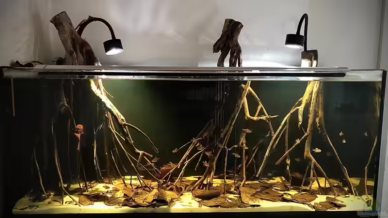 Schwarzwasser Aquarium von JuJu (2)