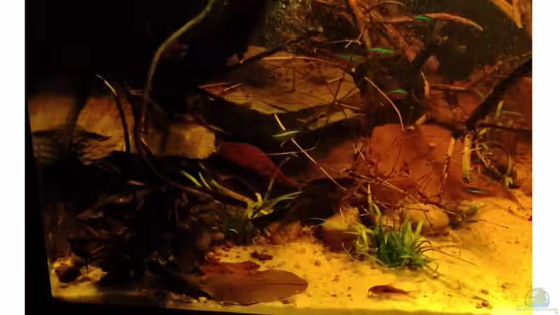 Schwarzwasser Biotop Uferbereich von Amazonas (55)