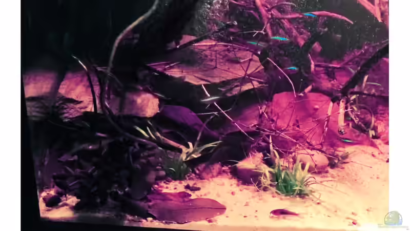 Schwarzwasser Biotop Uferbereich von Amazonas (60)