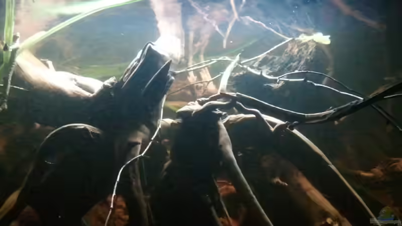 Schwarzwasser Eindruck von Alex S (1)