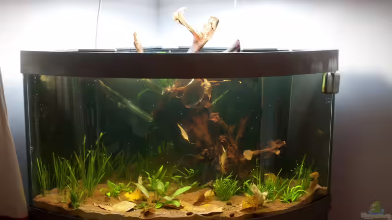 Schwarzwasserbecken von mala1307