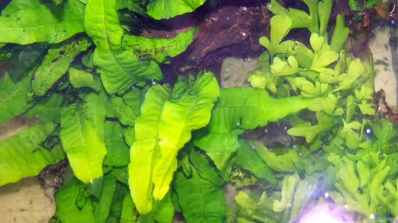 Schwarzwurzel von oben gesehen von Peter Walenciak (26)