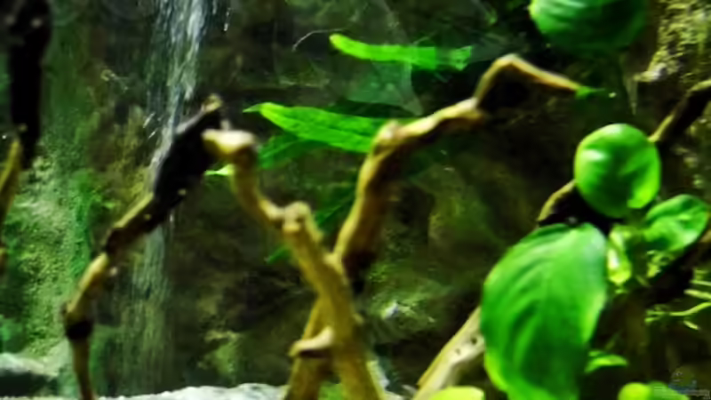 Schwarzwurzelfarn und Anubia Nana von snooze (34)