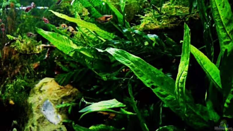 Schwarzwurzelfarn von snooze (48)