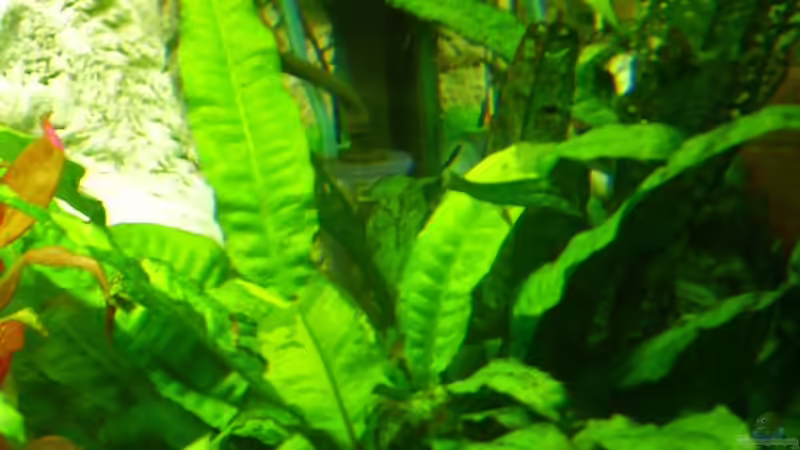 Schwarzwurzelfarn von Wels-fan (25)