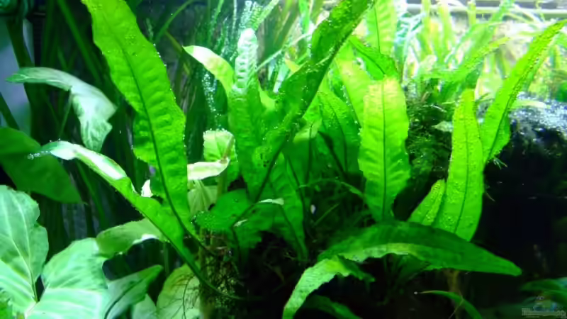 Schwarzwurzelfarn von Wels-fan (31)