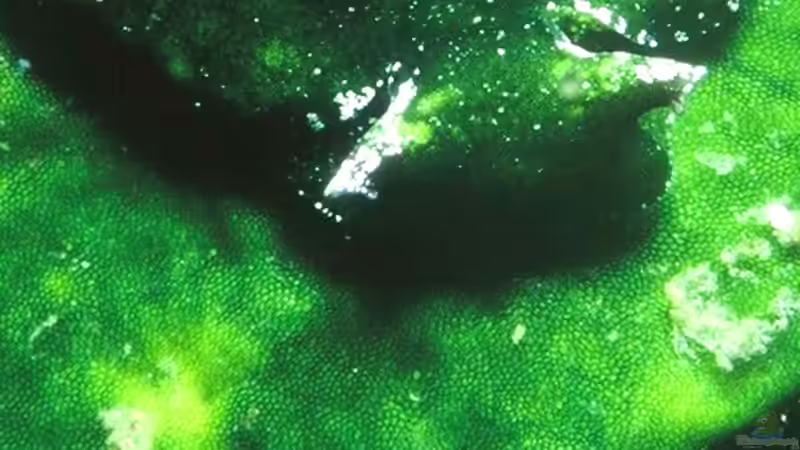 Schwebalgen im Aquarium und Teich: Ursachen, Auswirkungen und nachhaltige Lösungen