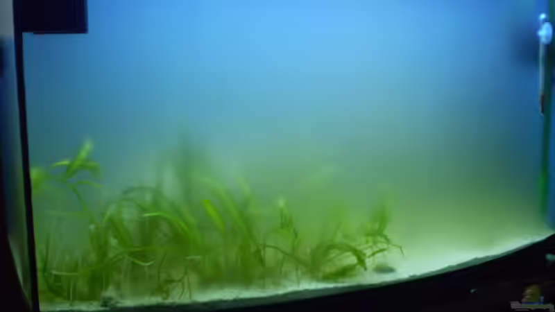 Schwebalgen im Aquarium und Teich: Ursachen, Auswirkungen und nachhaltige Lösungen