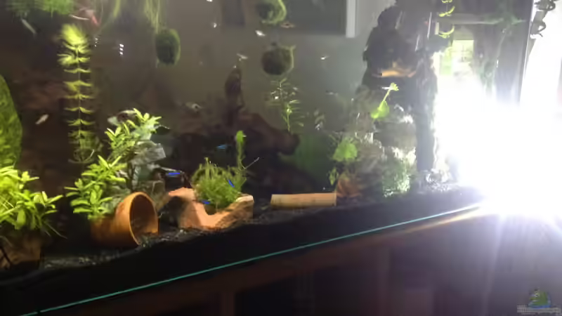 Schwebende Mooskugeln bei anderer Beleuchtung von Ditti (9)