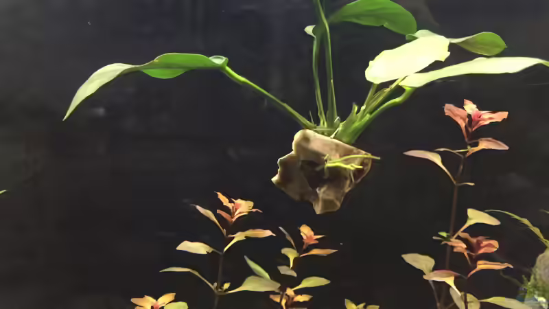 Schwebender Stein von Paule ´s Beckenbauer (10)