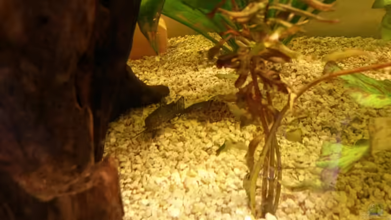 Schweilenwels von HangSu (7)