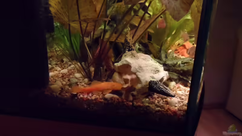 Schweinis Lieblingsplatz Januar 2013 von S04Peter (25)