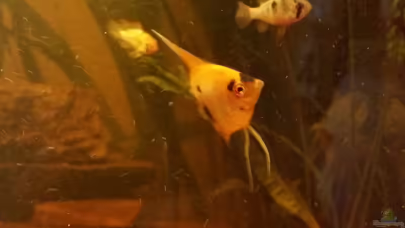 Schwer abzulichten die kleinen :-) von SvenDerGroße (32)