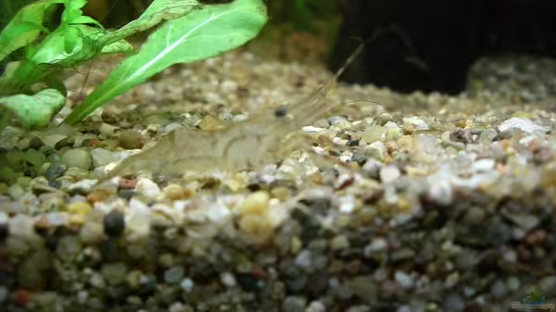 schwer erkennbare Ringelhandgernele von Stephan Fehringer (22)