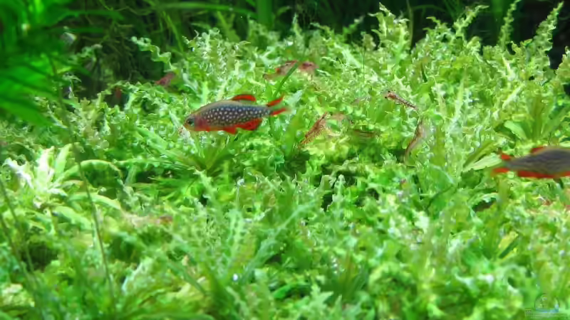 schwer zu treffen! von schnibbelxyz (10)