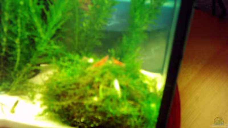 schwer zuerkennen von Beatrix Schwemer (5)