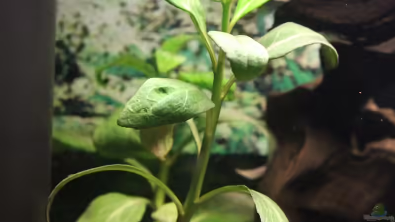 Schwertlilie von Marc Leu (15)