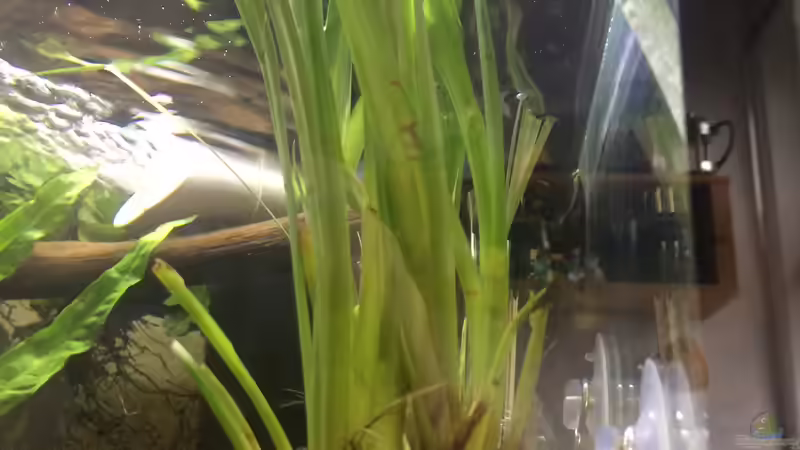 Schwertlilien von Harald Kästner (22)