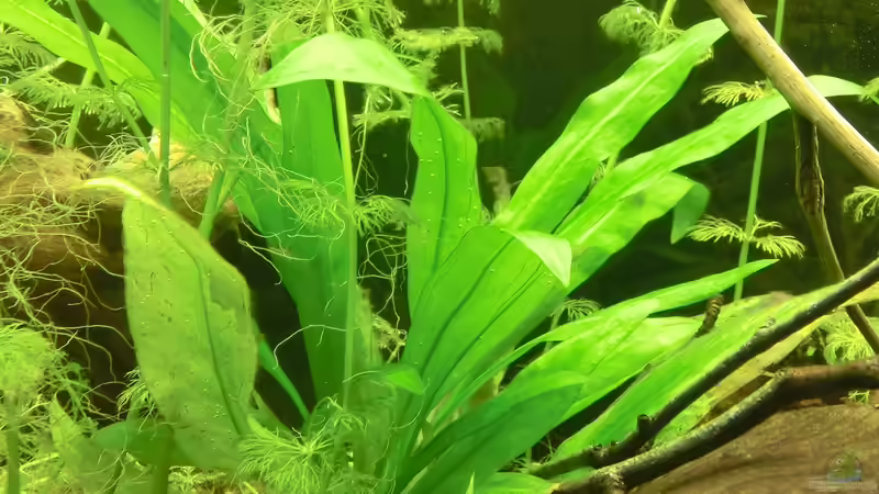 Schwertpflanze - verändert kontinuierlich ihre Blattform von . (24)