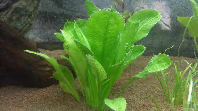 Schwertpflanze  nach Einrichten von Springer (20)