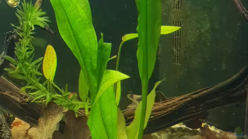 Schwertpflanze und hinterhalb Argentinischer Froschlöffel von Mel (13)