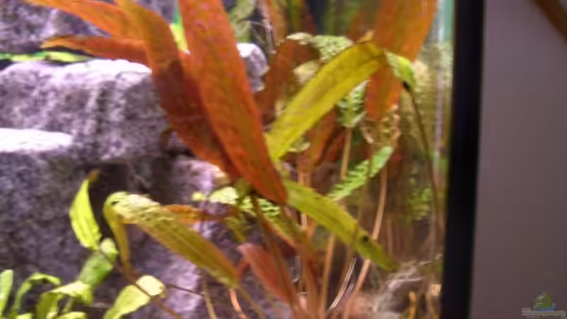 Schwertpflanze von Daniel (3)