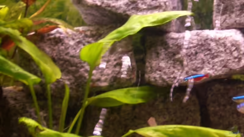 schwertpflanze von Daniel (4)